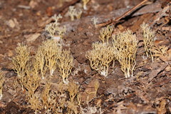 Phaeoclavulina ochracea