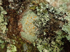 Brigantiaea chrysosticta