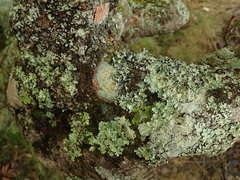 Brigantiaea chrysosticta