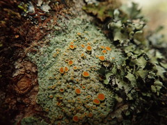 Brigantiaea chrysosticta