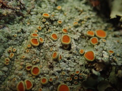 Brigantiaea chrysosticta