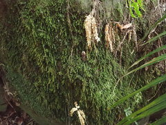 Echinodiopsis hispida