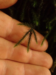 Echinodiopsis hispida