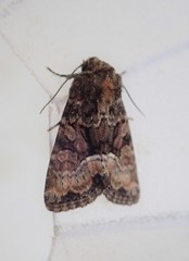 Oligia strigilis
