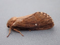 Korscheltellus fusconebulosa