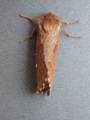 Korscheltellus fusconebulosa