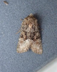 Oligia strigilis