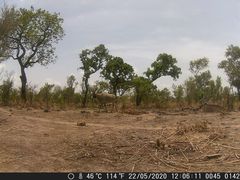 Hippotragus equinus koba