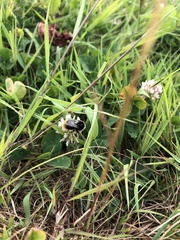 Bombus vestalis