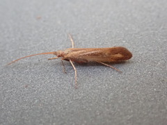 Limnephilus vittatus