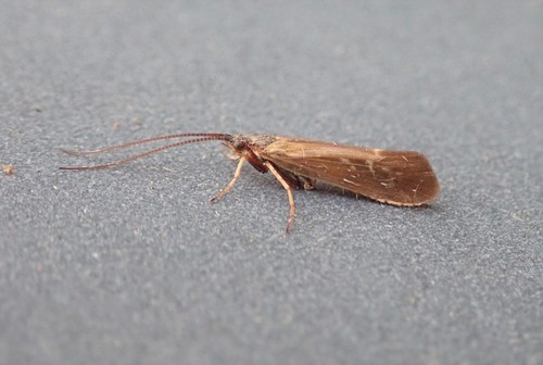 Kleine zomerslaper, photo 4 of 9