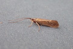 Limnephilus auricula