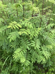 Sorbus aucuparia