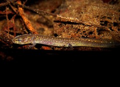 Eurycea troglodytes