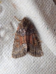 Oligia strigilis