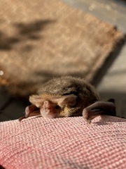 Nyctophilus geoffroyi