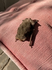 Nyctophilus geoffroyi