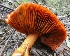 Cortinarius austrocinnabarinus