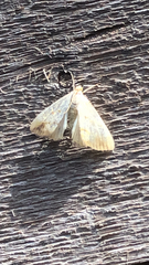 Evergestis extimalis