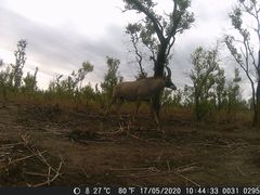 Hippotragus equinus koba