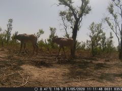 Hippotragus equinus koba