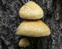 Crepidotus eucalyptorum