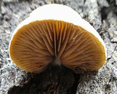 Crepidotus eucalyptorum