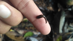 Haemadipsa zeylanica