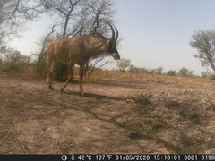 Hippotragus equinus koba