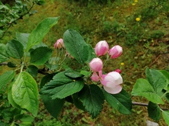 Malus