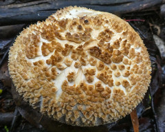 Amanita ochrophylla