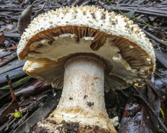 Amanita ochrophylla
