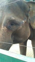 Elephas maximus sumatranus