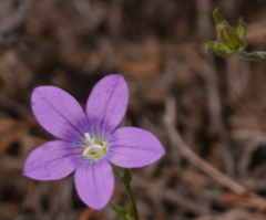 Campanula patula