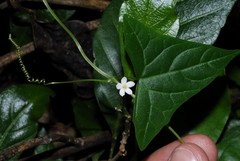 Zehneria tridactyla image