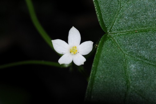 Zehneria tridactyla image