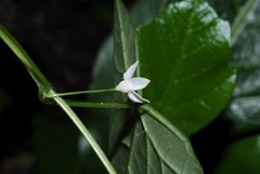 Zehneria tridactyla image