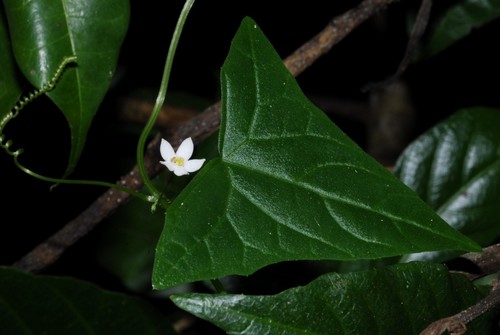 Zehneria tridactyla image