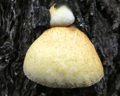Crepidotus eucalyptorum