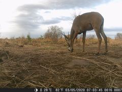 Hippotragus equinus koba
