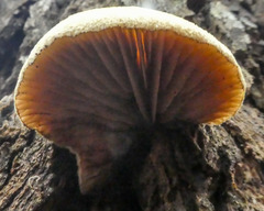 Crepidotus eucalyptorum