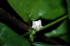 Zehneria tridactyla image