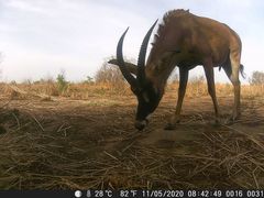 Hippotragus equinus koba