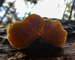 Crepidotus eucalyptorum
