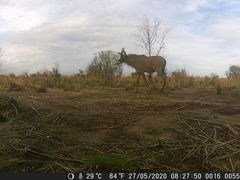 Hippotragus equinus koba