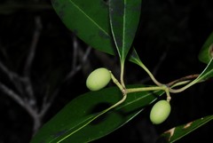 Olea capensis
