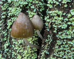 Mycena subgalericulata