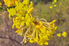 Lasiosiphon burchellii