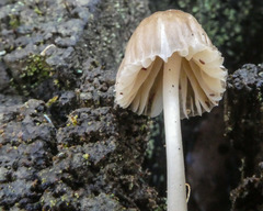 Mycena subgalericulata