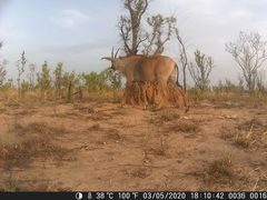 Hippotragus equinus koba